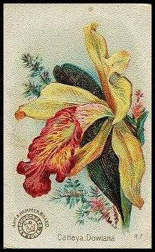 47 Orchid, Catleya Dowiana